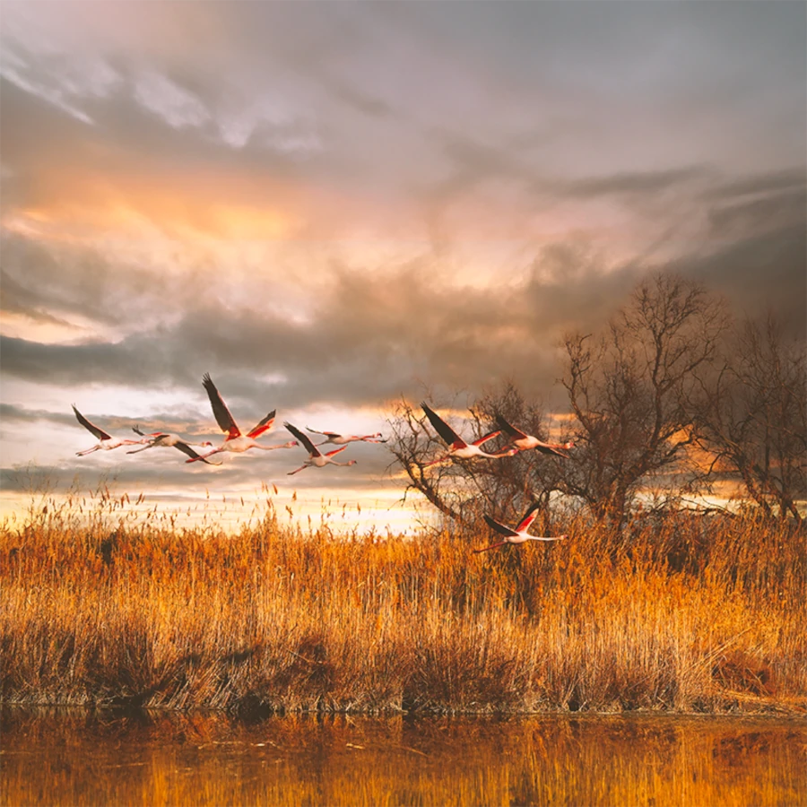 événement flamant rose 2024
