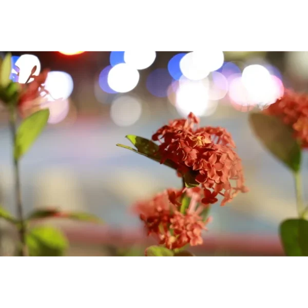 Fleurs