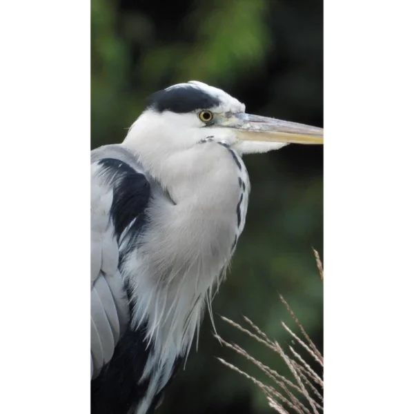 Oiseau
