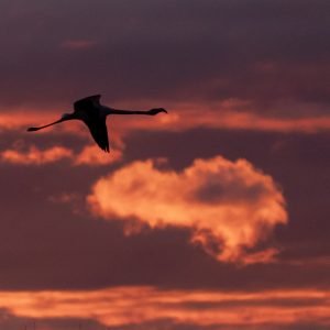 SONY au Parc ornithologique le Vendredi 3 Juillet 2026 – Terminé