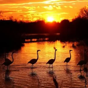 SIGMA vous invite au parc ornithologique du Pont de Gau