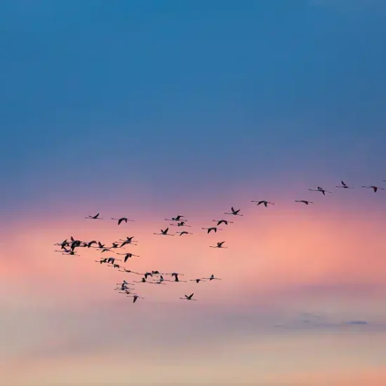 photographie-oiseau-camargue-1