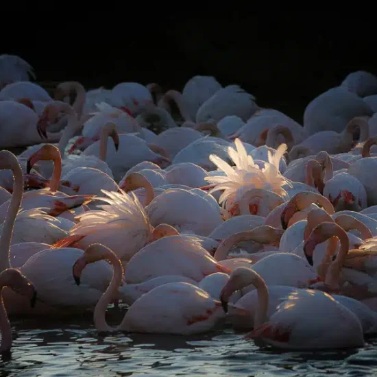 photographie-oiseau-camargue-10