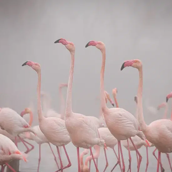 photographie-oiseau-camargue-13