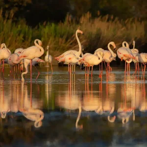Week-end Flamants Roses 2027 ( date à venir)
