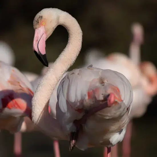 photographie-oiseau-camargue-4