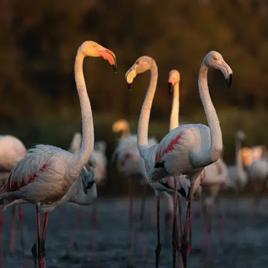 photographie-oiseau-camargue-5