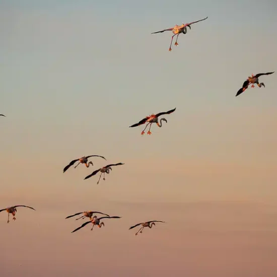 photographie-oiseau-camargue-6