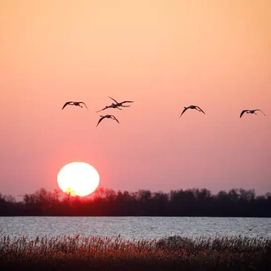 photographie-oiseau-camargue-8